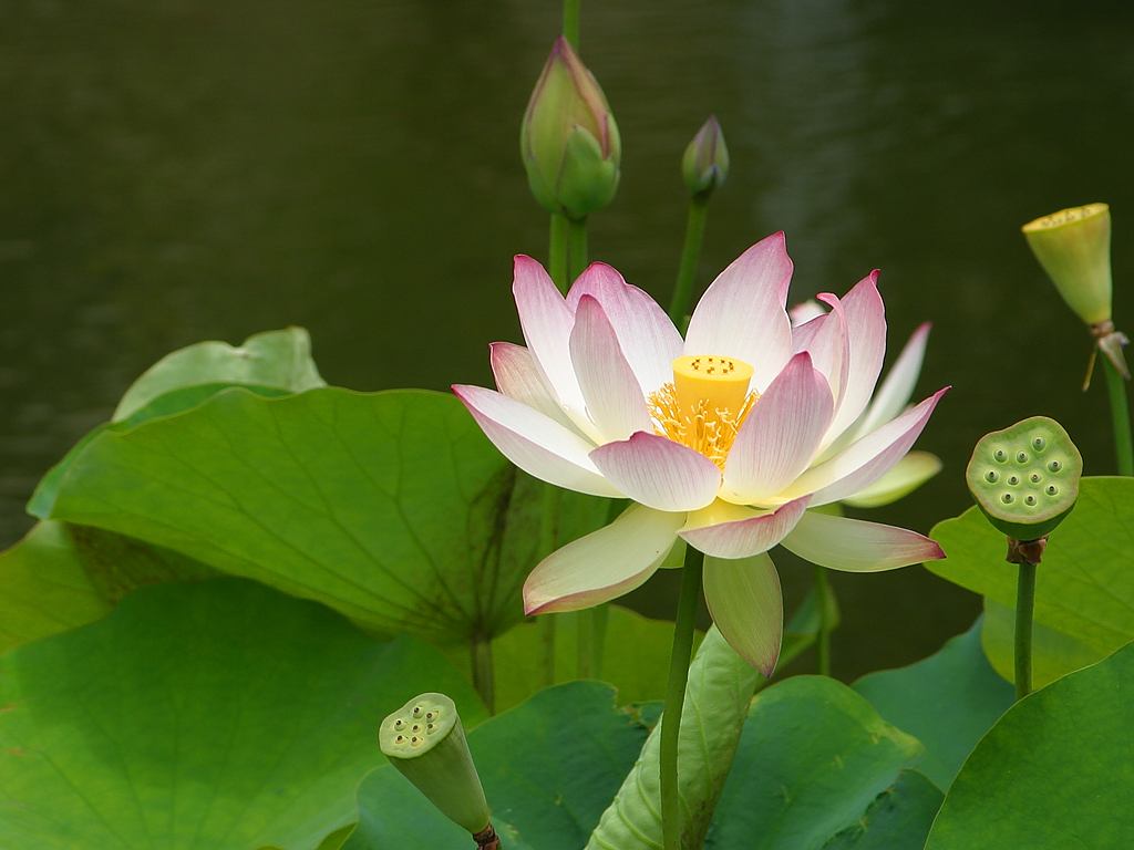 Lotus vietnam